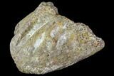 Bargain, Fossil Synapsid Bone - Texas #106995-1